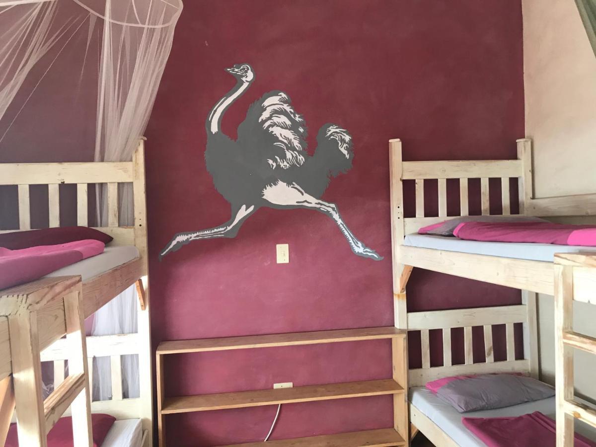 Paradisegarden Backpackers Windhoek Extérieur photo
